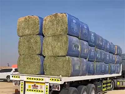 Alfalfa hay compression and bagging operation