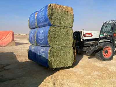 Compressed bagged alfalfa hay bale