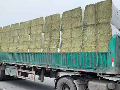 Bagged alfalfa bales prepared for transport