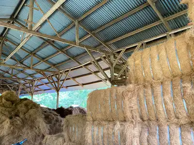 Palm fibre bales stored beside loose fibre