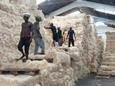 Large volume sisal bale storage operation