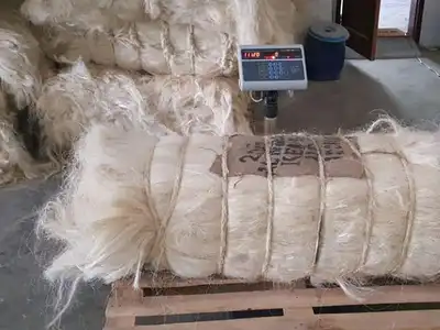 Tied sisal bale being weighed