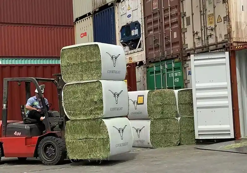 Large alfalfa hay bales near containers and a forklift