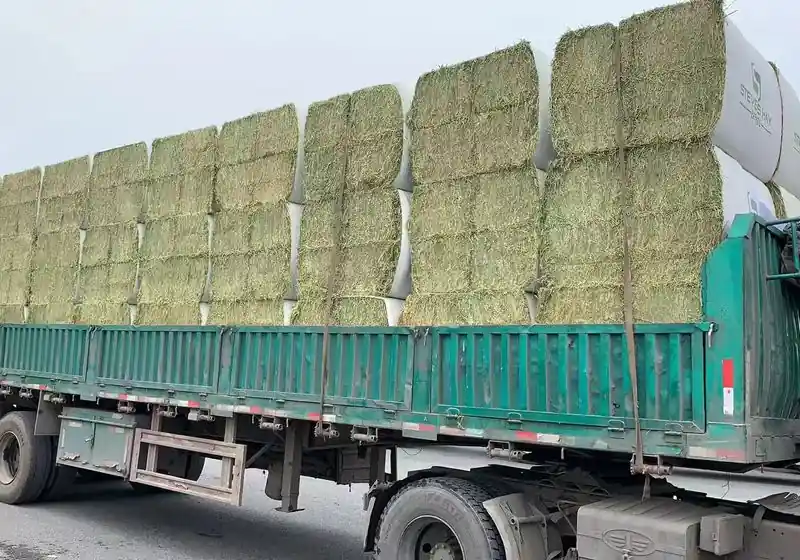 Compressed alfalfa hay bales arranged on a road trailer