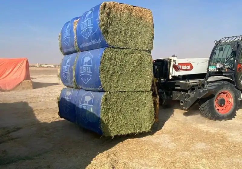 Large alfalfa hay bales beside a material handler