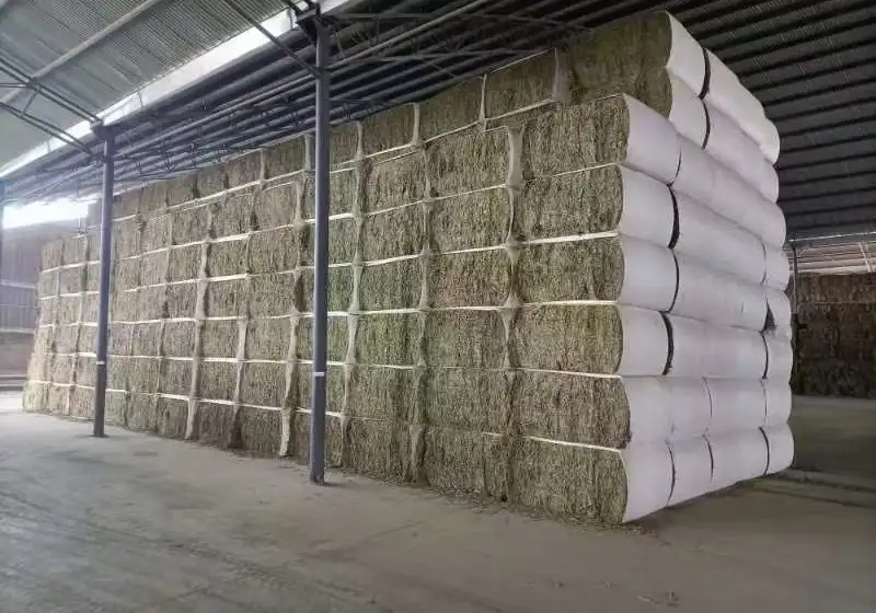 Large compressed alfalfa hay bales arranged in a covered storage area