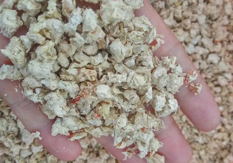 Prepared pale corncob granules shown in a hand
