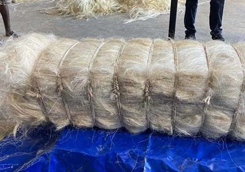 Compressed sisal fiber bale on a blue sheet
