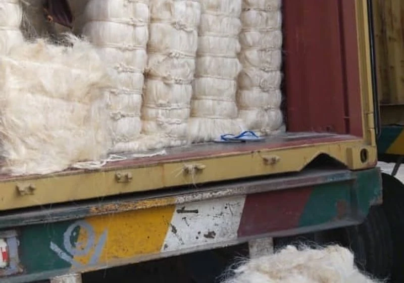 Compressed sisal fiber bales visible at a container opening